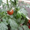 プチトマト ベランダでプランター栽培 無事に実ってきています♪