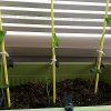 枝豆 発芽のコツとプランターでの育て方。苗がひょろひょろしているときはどうすればいい？