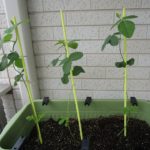 枝豆 摘心しないで育ててます！ぐんぐん成長中