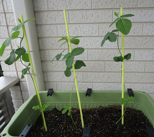 枝豆 摘心しないで育ててます ぐんぐん成長中